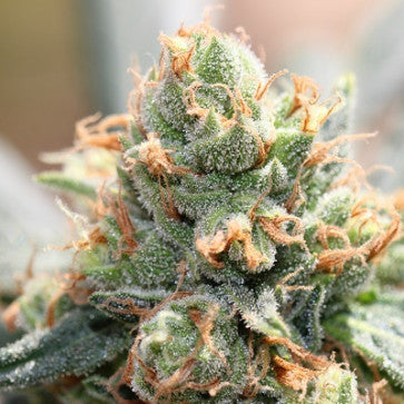 Ace Seeds - LIMITED EDITION HashTonic